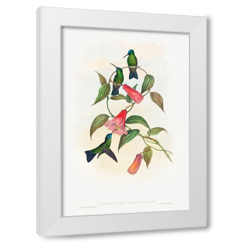 Eucephala smaragdocaerulea-Goulds Wood Nymph White Modern Wood Framed Art Print by Gould, John