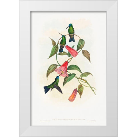 Eucephala smaragdocaerulea-Goulds Wood Nymph White Modern Wood Framed Art Print by Gould, John
