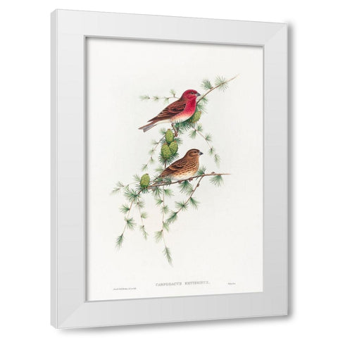 Carpodacus erythrinus-Common Rose Finch White Modern Wood Framed Art Print by Gould, John