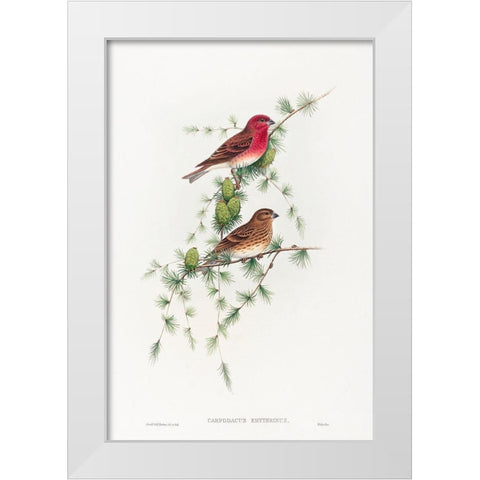 Carpodacus erythrinus-Common Rose Finch White Modern Wood Framed Art Print by Gould, John