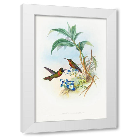 Clytolaema aurescens-Banded Ruby or Goulds Ruby White Modern Wood Framed Art Print by Gould, John