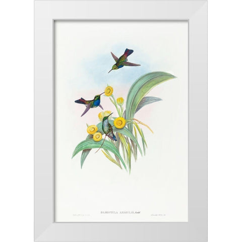 Damophila amabilis-Blue-breasted Hummingbird White Modern Wood Framed Art Print by Gould, John