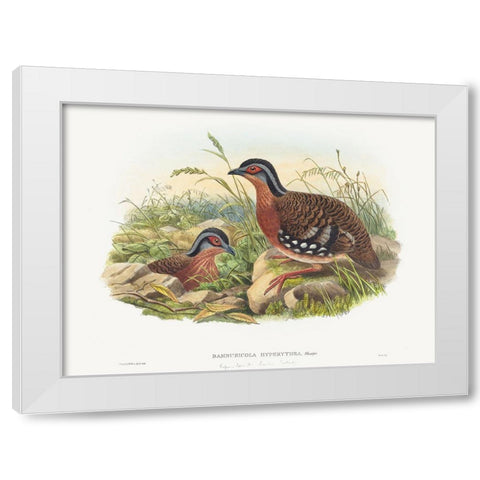 Rufous-breasted Bamboo Partridge-Bambusicola Hyperythra White Modern Wood Framed Art Print by Gould, John