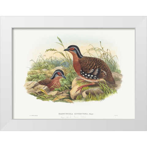 Rufous-breasted Bamboo Partridge-Bambusicola Hyperythra White Modern Wood Framed Art Print by Gould, John