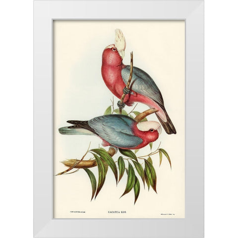 Cacatua Eos-Rose-breasted Cockatoo White Modern Wood Framed Art Print by Gould, John