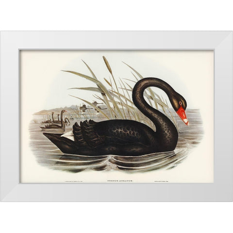 Black Swan-Cygnus atratus White Modern Wood Framed Art Print by Gould, John