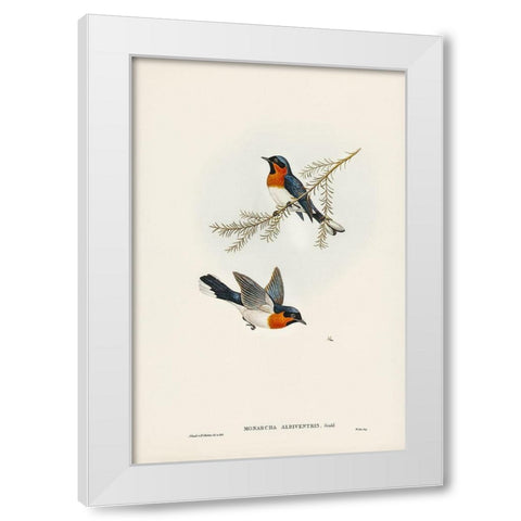 White-bellied Flycatcher-Monarcha albiventris White Modern Wood Framed Art Print by Gould, John