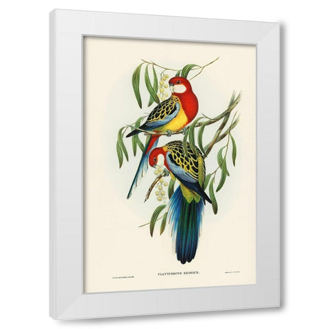 Rose-hill Parakeet-Platycercus eximius White Modern Wood Framed Art Print by Gould, John
