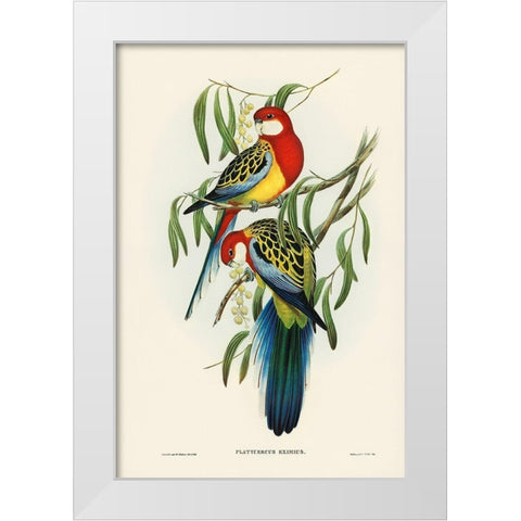Rose-hill Parakeet-Platycercus eximius White Modern Wood Framed Art Print by Gould, John