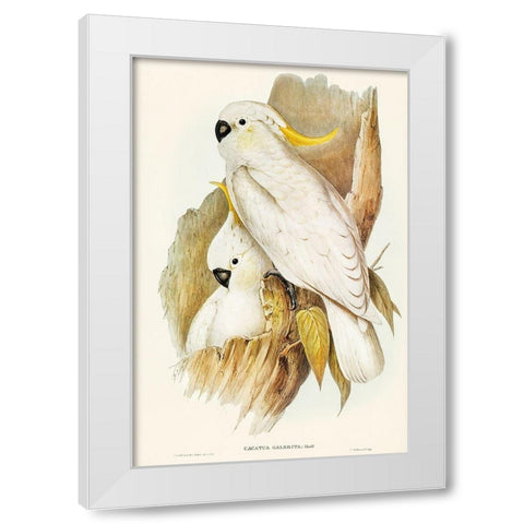 Crested Cockatoo-Cacatua galerita White Modern Wood Framed Art Print by Gould, John