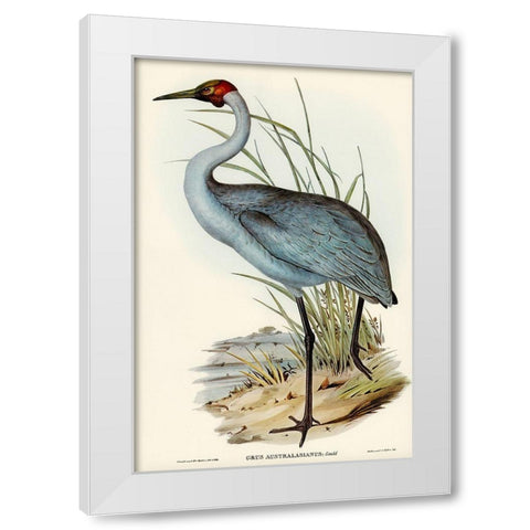 Australian Crane-Grus Australasianus White Modern Wood Framed Art Print by Gould, John
