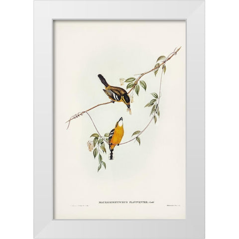 Yellow-breasted Flycatcher-Machaerirhynchus flaviventer White Modern Wood Framed Art Print by Gould, John