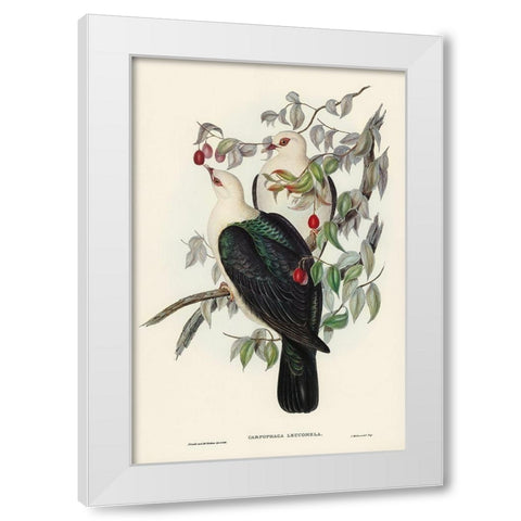 White-headed Fruit Pigeon-Carpophaga leucomela White Modern Wood Framed Art Print by Gould, John