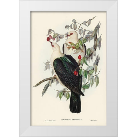 White-headed Fruit Pigeon-Carpophaga leucomela White Modern Wood Framed Art Print by Gould, John