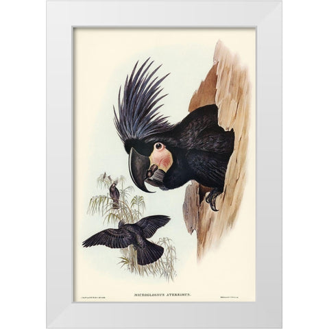 Great Palm-Cuckatoo-Microglossus aterrimus White Modern Wood Framed Art Print by Gould, John