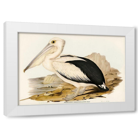 Australian Pelican-Pelecanus conspicillatus White Modern Wood Framed Art Print by Gould, John
