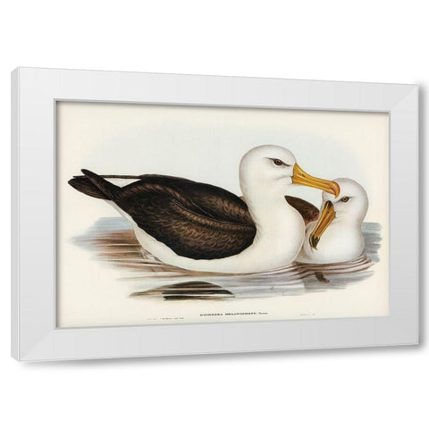 Black-eyebrowed Albatros-Diomedea melanophrys White Modern Wood Framed Art Print by Gould, John