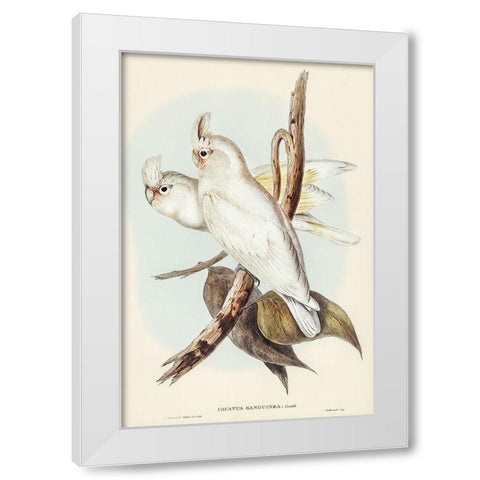 Blood-stained Cockatoo-Cacatua sanguinca White Modern Wood Framed Art Print by Gould, John