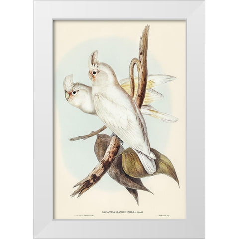 Blood-stained Cockatoo-Cacatua sanguinca White Modern Wood Framed Art Print by Gould, John