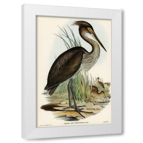 Great-billed Heron-Ardea rectirostris White Modern Wood Framed Art Print by Gould, John