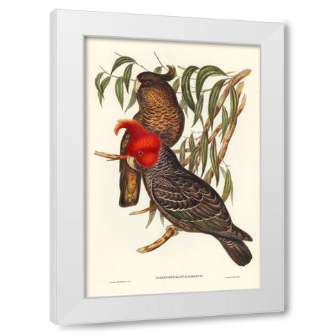 Gang-gang Cockatoo-Callocephalon galeatum White Modern Wood Framed Art Print by Gould, John