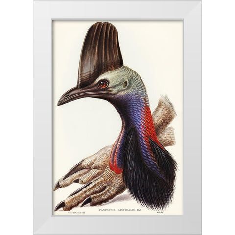 Australian Cassowary-Casuarius australis White Modern Wood Framed Art Print by Gould, John