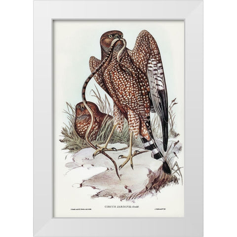 Square-tailed kite-Circus jardinii White Modern Wood Framed Art Print by Gould, John
