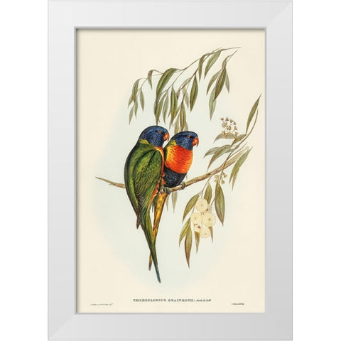 Swainsons Lorikeet-Trichoglossus Swainsonii White Modern Wood Framed Art Print by Gould, John