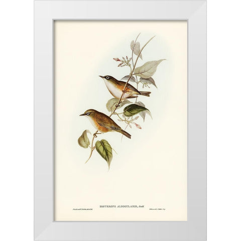 White-breasted Zosterops-Zosterops albogularis White Modern Wood Framed Art Print by Gould, John