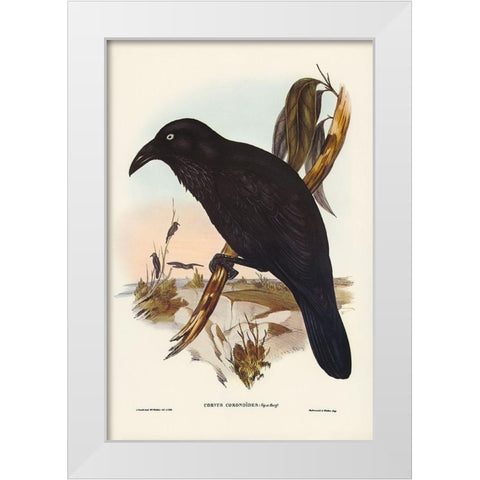 White-eyed Crow-Corvus Coronoides White Modern Wood Framed Art Print by Gould, John