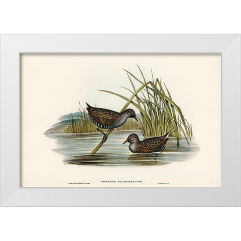 Spotted Water Crake-Porzana fluminea White Modern Wood Framed Art Print by Gould, John