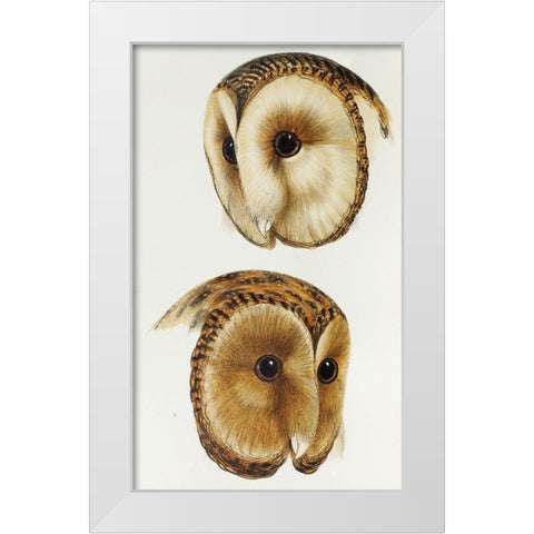 Masked barn owl and Tasmanian masked owl White Modern Wood Framed Art Print by Gould, John