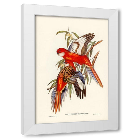 Fiery Parakeet-Platycercus ignitus White Modern Wood Framed Art Print by Gould, John