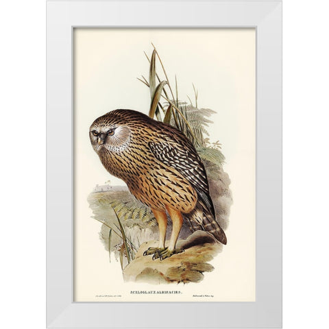 Wekau-Sceloglaux albifacies White Modern Wood Framed Art Print by Gould, John