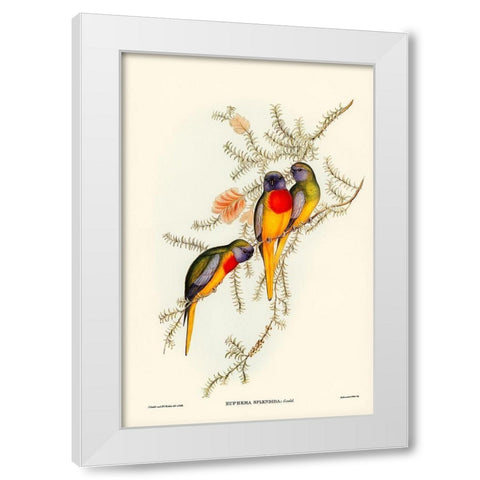 Splendid Grass-Parakeet-Euphema splendida White Modern Wood Framed Art Print by Gould, John