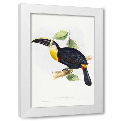 Osculant Toucan-Ramphastos osculans White Modern Wood Framed Art Print by Gould, John