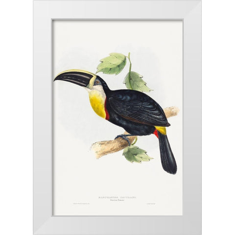 Osculant Toucan-Ramphastos osculans White Modern Wood Framed Art Print by Gould, John