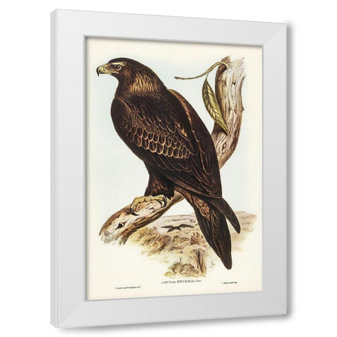 Wedge-tailed Eagle-Aquila focosa White Modern Wood Framed Art Print by Gould, John
