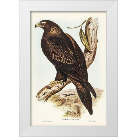 Wedge-tailed Eagle-Aquila focosa White Modern Wood Framed Art Print by Gould, John