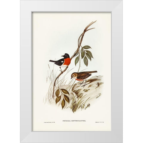 Norfolk Island Robin-Petroica erythrogastra White Modern Wood Framed Art Print by Gould, John