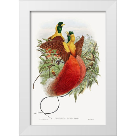 Loddigesia Mirabilis White Modern Wood Framed Art Print by Gould, John