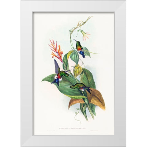 Eriocnemis cupreiventris-Coppery-vented Puff-Leg White Modern Wood Framed Art Print by Gould, John