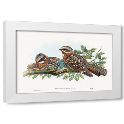 Caprimulgus Ruficollis White Modern Wood Framed Art Print by Gould, John