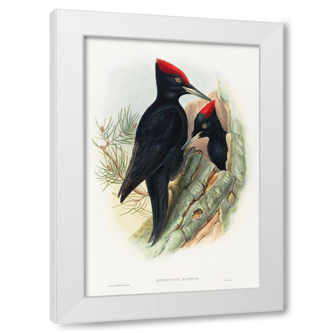Great Black Woodpecker-Dryocopus martius White Modern Wood Framed Art Print by Gould, John