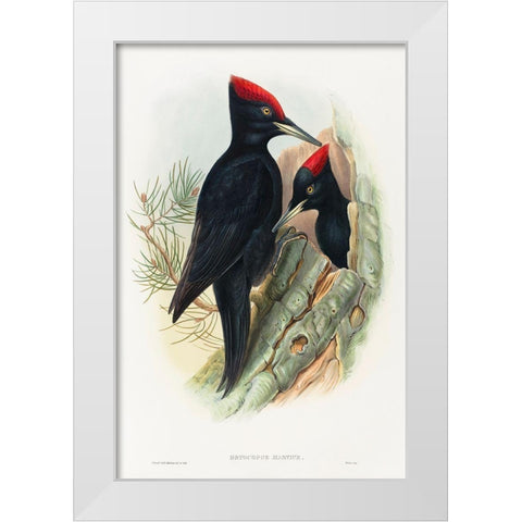 Great Black Woodpecker-Dryocopus martius White Modern Wood Framed Art Print by Gould, John