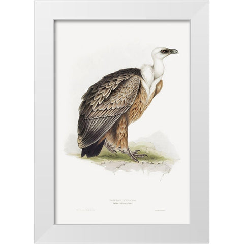 Griffon Vulture White Modern Wood Framed Art Print by Gould, John