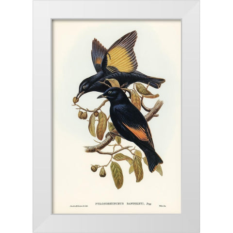 Rawnsleys Bower-bird-Ptilonorhynchus Rawnsleyi White Modern Wood Framed Art Print by Gould, John