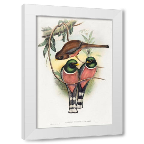 Trogan personatus White Modern Wood Framed Art Print by Gould, John