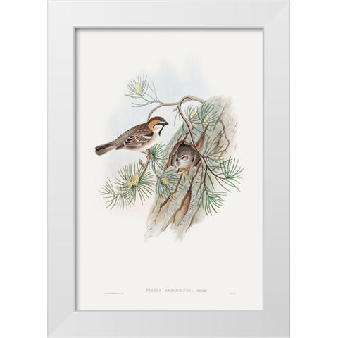 Passer Ammodendri-Severtzow-Turkestan Sparrow White Modern Wood Framed Art Print by Gould, John