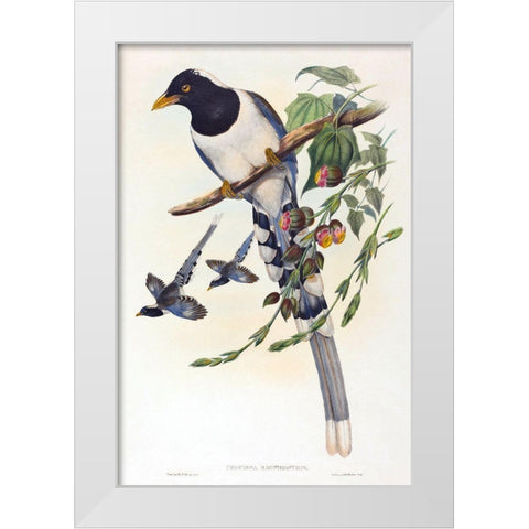 Urocissa magnirostris White Modern Wood Framed Art Print by Gould, John